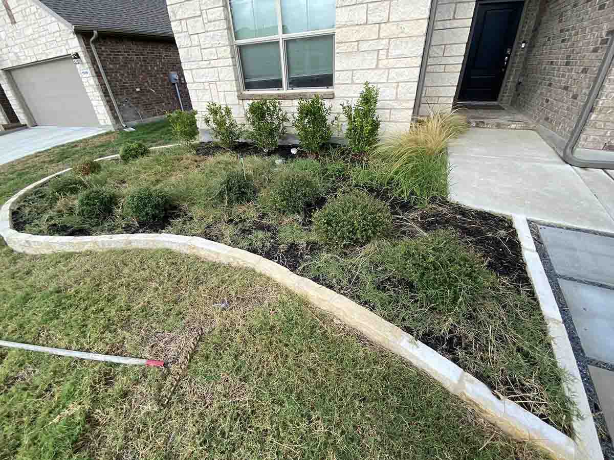 Weed control before and after pictures in Denton, Corinth, Highland Village, Little Elm, Flower Mound, Lewisville, The Colony, Frisco, Southlake, Ponder, Krugerville, Northlake, Bartonville, Double Oak, Aubrey, Sanger, Justin, Hackberry, Union Hill, Trophy Club, Roanoke.