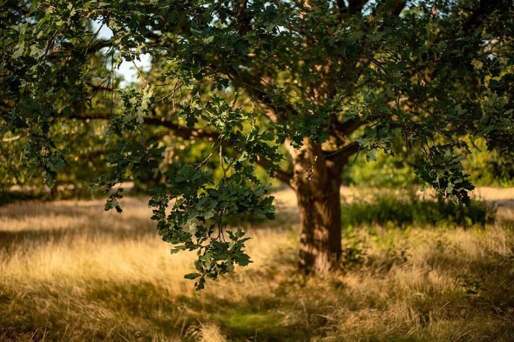 Tree trimming in Denton, Corinth, Highland Village, Little Elm, Flower Mound, Lewisville, The Colony, Frisco, Southlake, Ponder, Krugerville, Northlake, Bartonville, Double Oak, Aubrey, Sanger, Justin, Hackberry, Union Hill, Trophy Club, Roanoke.